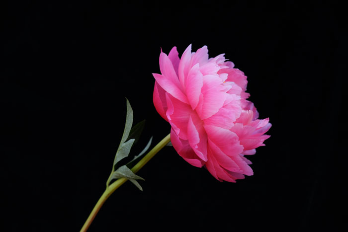 coral charm peony on black background