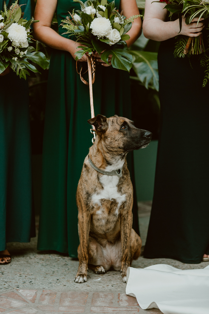 The couple's sweet dog looks on with the wedding party who hold white tropical bouquets.