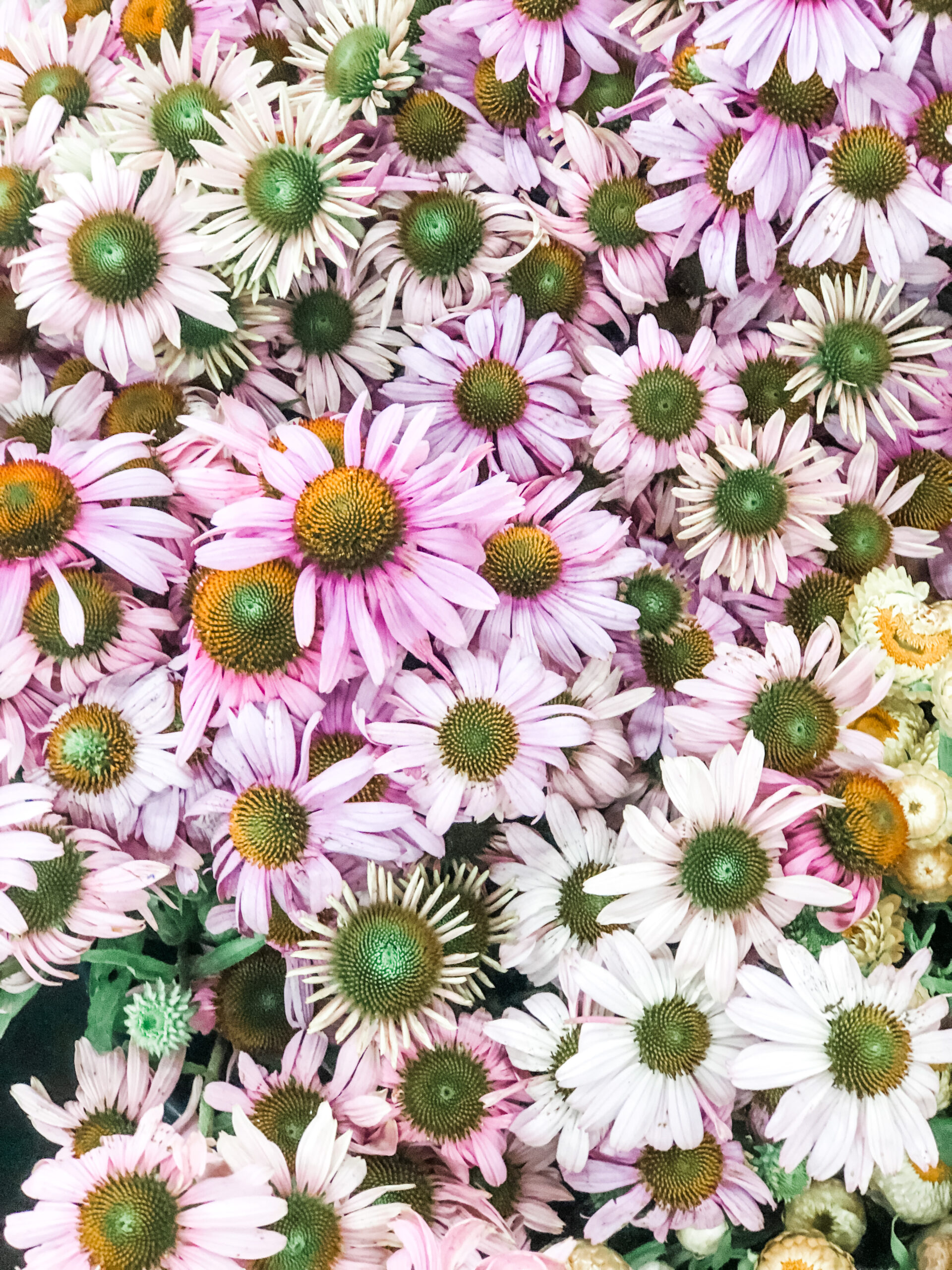 Pink Echinacea blooms snapped at The LA Flower Market by Tabitha Abercrombie of Winston & Main