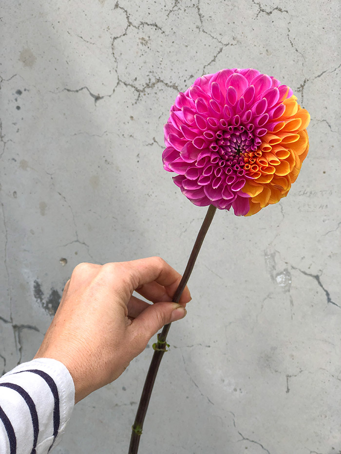 Tabitha Abercrombie of Winston and Main holds a magical two-tone dahlia, half hot pink and half orange. 